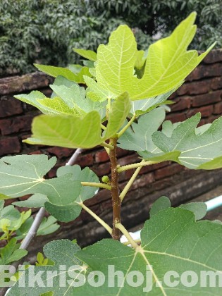 ত্বীন ফল গাছের কাটিং